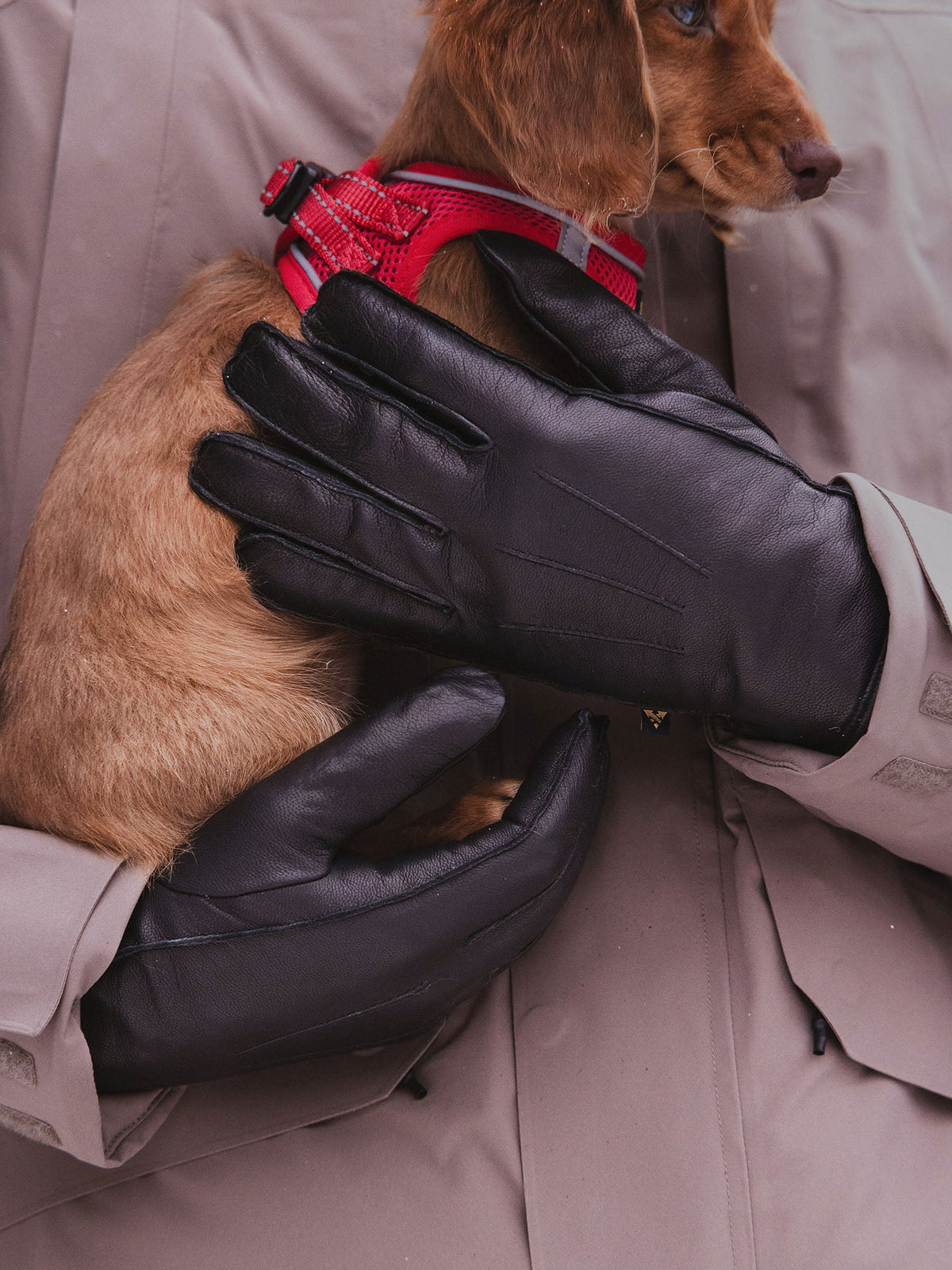 Auclair Men's Parker Gloves Parker Gloves